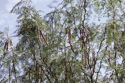 Photo of honey mesquite growing.