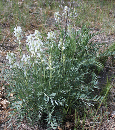 Photo of white locoweed.