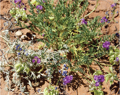 Photo of dried and green rattleweed.