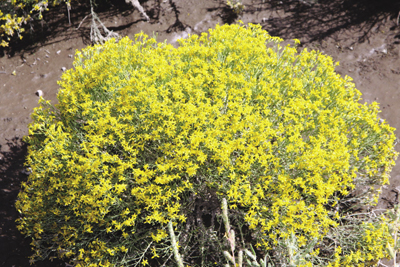 Photo of broom snakeweed (Gutierrezia sarothrae).