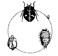 Fig. 2. The life cycle of the carpet beetle.