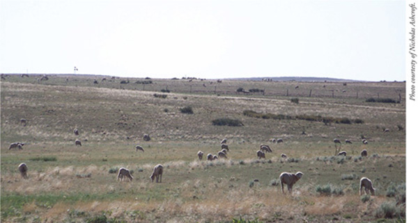 Fig. 3: Photograph of livestock grazing crested wheatgrass range. 