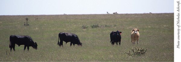 Fig. 5: Photograph of cattle on an open range of mostly grass. 