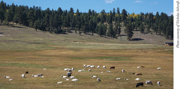 Fig. 6: Photograph of livestock grazing an area of open range in the mountains. 