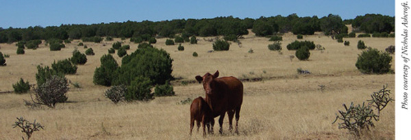 Fig. 7: Photograph of cattle on range that contains cholla, juniper, and blue grama. 