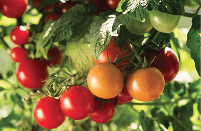 Figure 03: Photograph of tomatoes on the vine in various stages of ripeness.