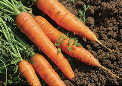 Figure 02: Photograph of carrots.