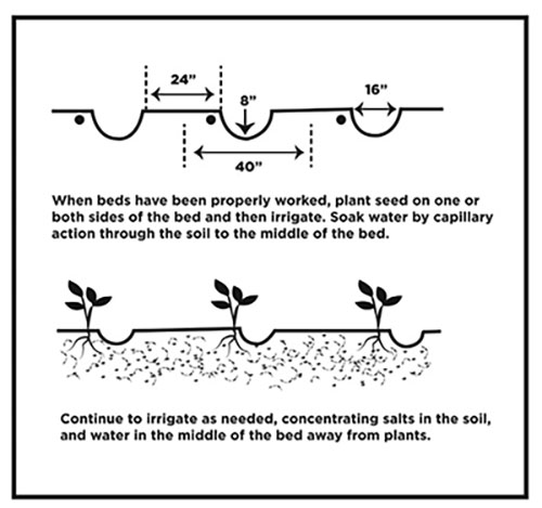 Figure 01: Illustration showing spacing of standard vegetable beds.