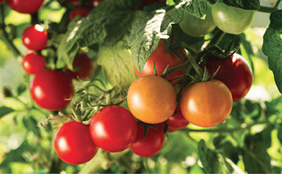 Figura 3. Fotografía de tomates en varios estados de maduración.