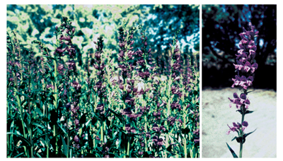 Fig. 1: Photograph of Rocky Mountain penstemon flowers in bloom. 