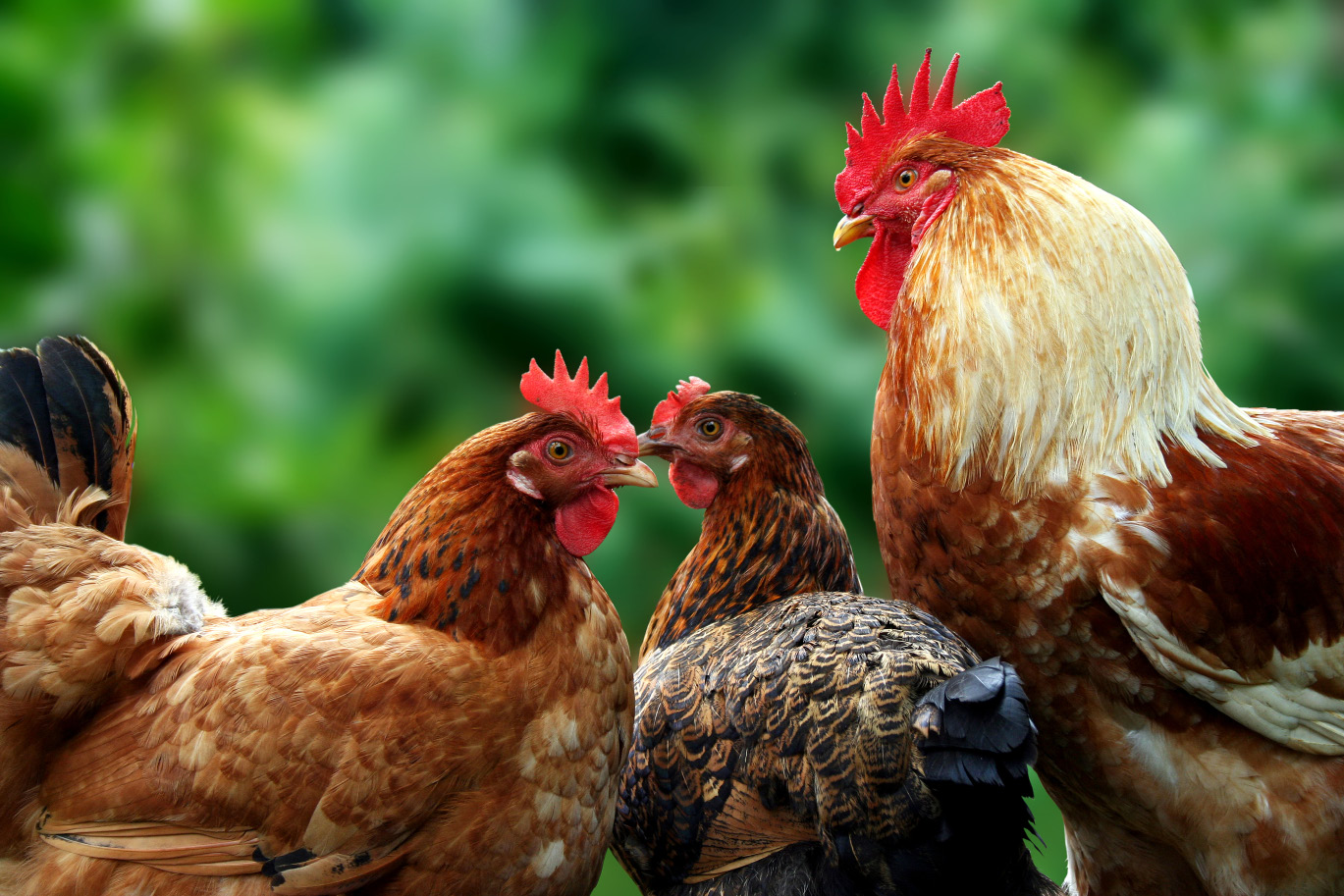 Fig. 1: Photograph of two hens and a rooster. 