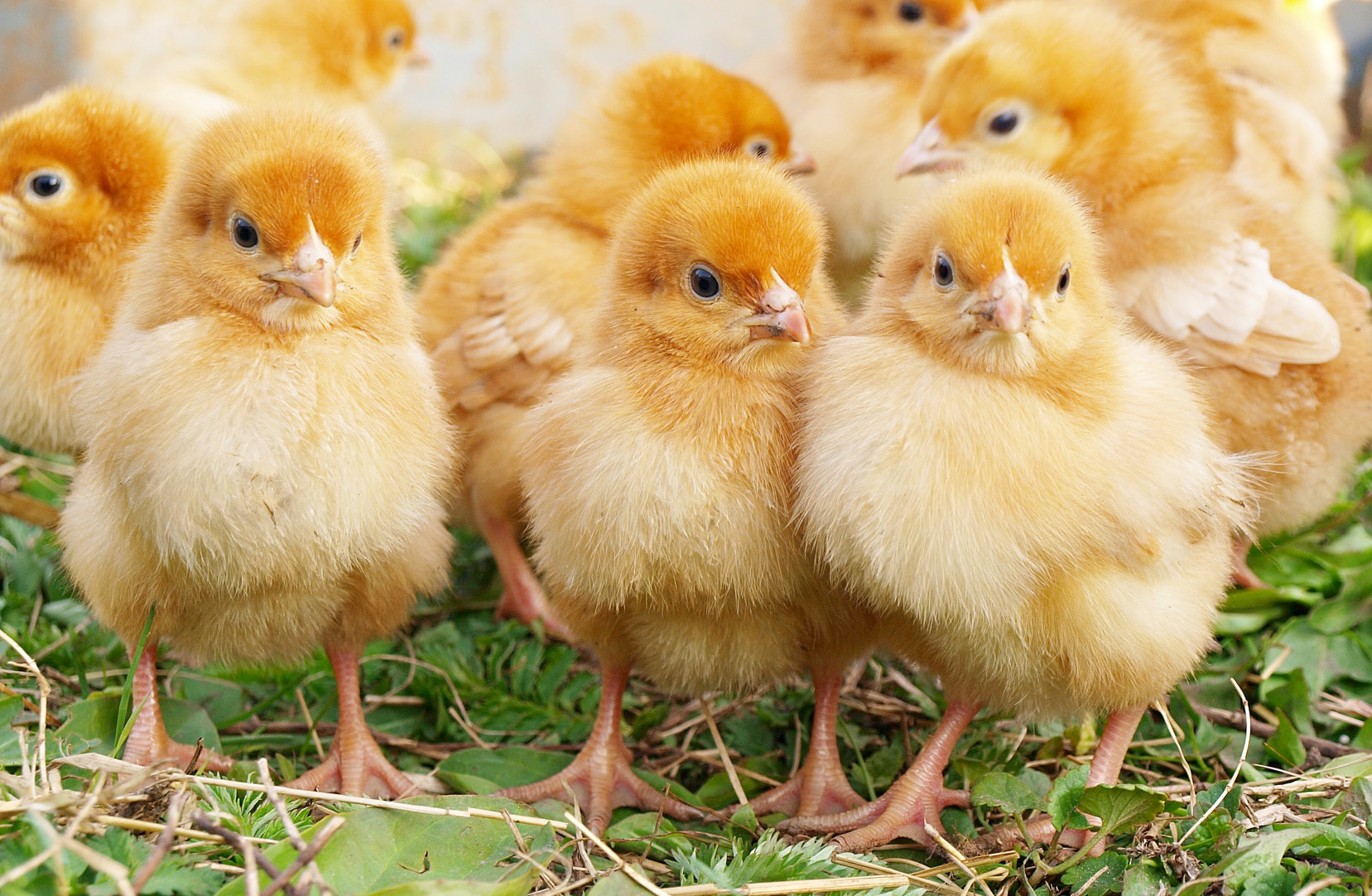 Fig. 2: Photograph of a group of week-old chicks. 