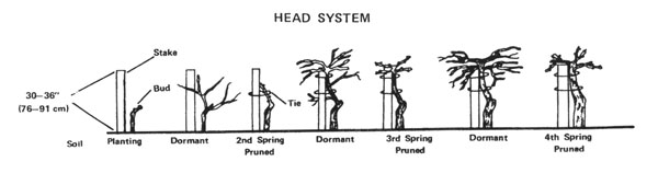 Illustration of head system of training grapevines.