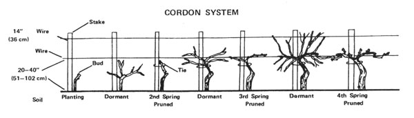Illustration of cordon system of training grapevines.