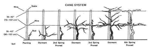 Illustration of cane system of training grapevines.