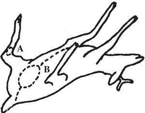 Fig. 2: Illustration showing where to cut a deer carcass for skinning.