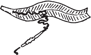 Illustrations showing how to dress a rattlesnake.