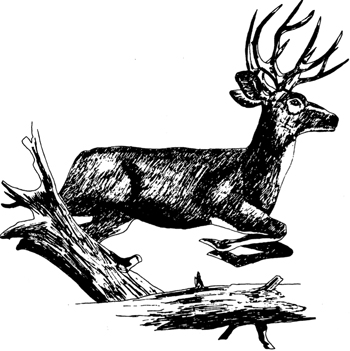 Illustration of a male mule deer.