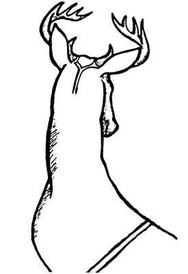 Fig. 6: Illustration of making a short cut along the back of the neck and between the antlers to remove the cape.