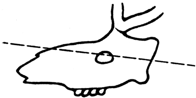 Fig. 7: Illustration of location of where to saw to remove the antlers from the skull.