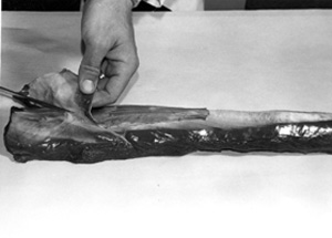 Fig. 11: One ofthe two loins from a deer. It is ready to be trimmed. Lay the loin on the table and prepare to pull off fat, odd-grained meat and tough tissue by starting at one end. Cut enough of the connecting strands to allow a good hand hold. Pull and rip the layer of fat and connective tissue from the loin. The loin meat will still be encased in thin connective tissue. Remove the loosely attached meat near the neck end of the loin. This meat is good for stews, ground meat or other uses, but it detracts from the tenderness of good steaks. 