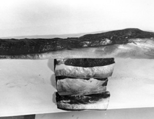 Fig. 12: Cut the trimmed loin into family-sized chunks or pieces and freeze whole. By freezing the chunks whole, moisture and flavors are preserved and packaging is easier. Wait until you are ready to cook them before cutting the steaks. Cut them 3/4 to 1 inch thick. The boneless loins are not large but they have no connective tissue, fat or off-grained meat.