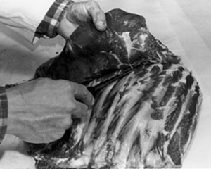 Fig. 17: A layer of meat covers the ribs. It is usually left as shown, but the layer of meat can be removed and used for jerky, grinding meat, stew meat, or tiny steaks. Enough meat will be left between the ribs for barbecuing.