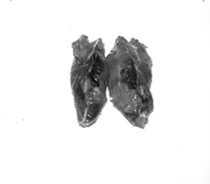 Fig. 20: Each tenderloin is only about 1 1/2 inches in diameter and a foot long. These are the most tender pieces of meat in the deer, and they are excellent for steak. To make the steaks larger in diameter, butterfly them. A butterfly steak consists of two steaks lying side by side and connnected by the same tissue on one edge. These steaks are made by cutting the first steak almost completely off and cutting the next one completely off. Then they are folded edge to edge at the point of connection and laid flat in the frying pan.