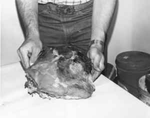 Fig. 26: The sirloin roast is shown from the top side. Remove the fat and sharp projections of pelvic bone before cooking or freezing. If you prefer other cuts to roasts, the meat can be removed and cut into small steaks or used for grinding meat or stew meat.