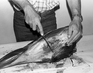 Fig. 27: Next cutthe sirloin tip from the remainder ofthe hind leg. First, set the leg in a vertical position. Make a cut above the knee cap. Cut directly down to the large leg bone which is shown in figure 28. 