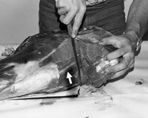 Fig. 28: Lay the hind leg flat on the table and remove the sirloin tip by using the leg bone to guide the knife while cutting off the large chunk of meat. Notice the large white bone (arrow). Start at the knee cap and keep the knife in a vertical plane against this bone. Cut the meat away from the bone with short strokes.