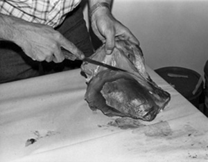 Fig. 29: Once the sirloin tip has been cut from the leg, remove the connective tissue and extra meat surrounding it. The remaining chunk of sirloin tip meat will be enclosed in a thin connective tissue and will resemble an undersized football.