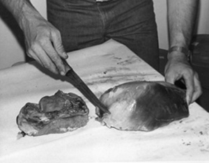 Fig. 30: The sirloin tip is excellent as a roast or it can be cut into thin steaks. The steaks should be thin if they are to be fried. Make them not over 1/4 to 3/8 inch thick. The meat is good for hamburger, stew, or other uses.