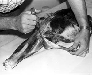 Fig. 31: To remove the bone from the round, start by cutting the tendon and connective tissue that separates the shank from the round and the bone.