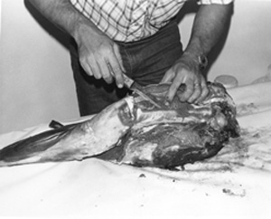 Fig. 33: Turn the leg over and shave and cut the meat loose from the leg bone. This will take a little maneuvering around the joints, but keep cutting what comes naturally.