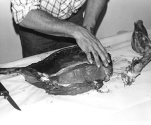 Fig. 35: In this photograph, the leg bone has been separated from the large chunk of round. The meat from the leg bone can be trimmed off and used for grinding. The next step is to separate the round into its individual muscles, each of which is enclosed in its individual envelope of connective tissue.