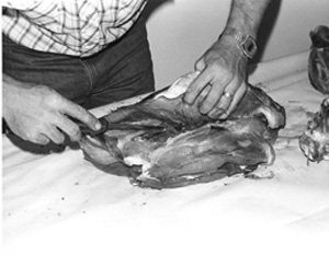 Fig. 36: Divide or separate the large leg muscles in the round by cutting the connective tissue holding them together. A void cutting into the meat as much as you can. The meat close to the long tendon does not make good steak meat, it is too tough. Remove it and trim out the meat for grinding or other uses.