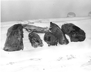 Fig. 37: Chunks of trimmed round that have been separated from the hind leg are shown above. These chunks can be made into steaks or roasts. For the smaller family, the larger pieces of round may be halved lengthwise. Leave the pieces whole until just before cooking. The round makes excellent steak meat when it is cut thin.