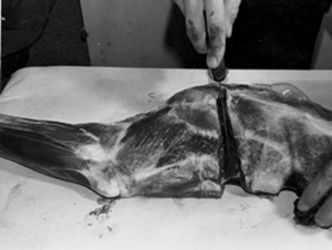 Fig. 5: Remove the shoulder roast from the leg by severing at the joint. Locate the joint by moving the shoulder blade up and down and then cut through it. The shoulder blade roast is now removed from the leg. Notice that the cut has been made through the joint. Trim the roast to make a neat-looking piece of meat for roasting. The bone is not removed. The trimmings are good for hamburger and other uses. For those who prefer steak, the muscles on each side of the bony ridge on the shoulder blade can be removed. Steaks should be cut 1/4 to 3/8 inch thick for frying.