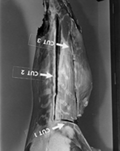 Fig. 8: This is a back view of the whole deer with the outline ofthe preliminary cuts that are made to remove the loin or backstrap along one side of the backbone. The loin lies in the groove between the ribs and the vertical spines of the backbone. Three basic cuts are made. Cut 1: Cut the flank loose just in front of the hind leg and extend the cut all the way to the backbone. Cut 2: Use the vertical spine of the backbone as a guide and cut forward along these until you reach the base of the neck. Cut 3: Make the side-of-rib cut directly over the point where the ribs curve down to join the backbone.