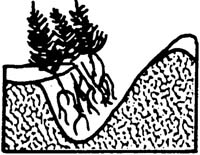 Illustration of seedlings in U-shaped trench.