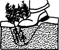 Illustration of seedlings with trench filled in and soil being pressed down firmly.