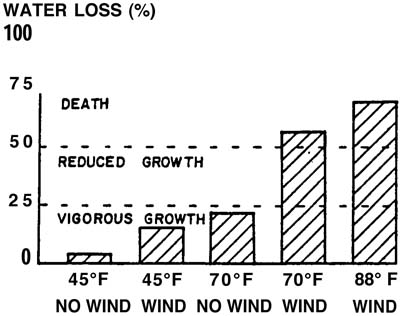 Chart depicting five-minute exposure vs. water loss in bareroot conifers.