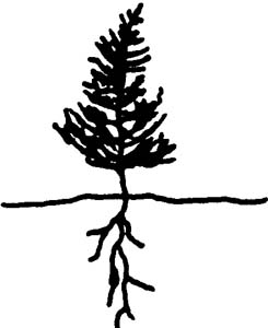 Illustration of a properly planted seedling.