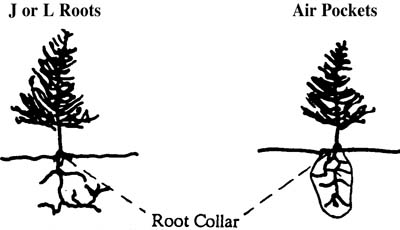 Illustration of J or L Roots on a seedling next to an illustration of  a seedling with air pockets around the roots.