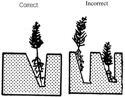 Illustration of how to correctly place a seedling in the hole. The root collar should be at or slightly below ground level.