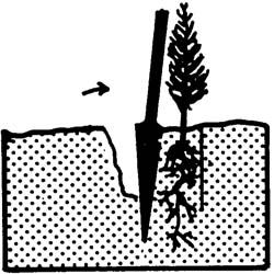 Illustration pushing flat bar forward to pack soil firmly against upper part of seedling.