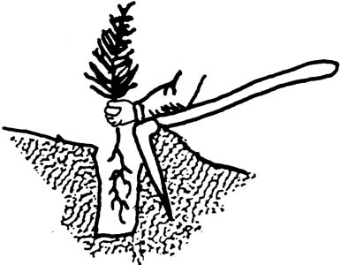 Illustration of using a hoe to pack soil at bottom of hole.