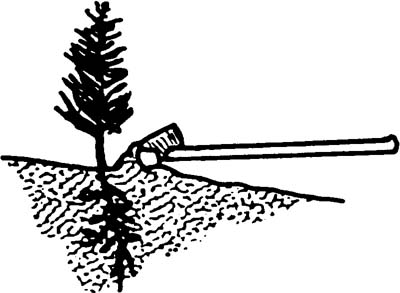 Illustration showing using a hoe to pack soil at the top of the hole.