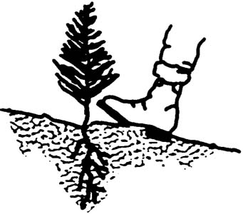 Illustration of someone pressing down the soil around the seeding with their boot.